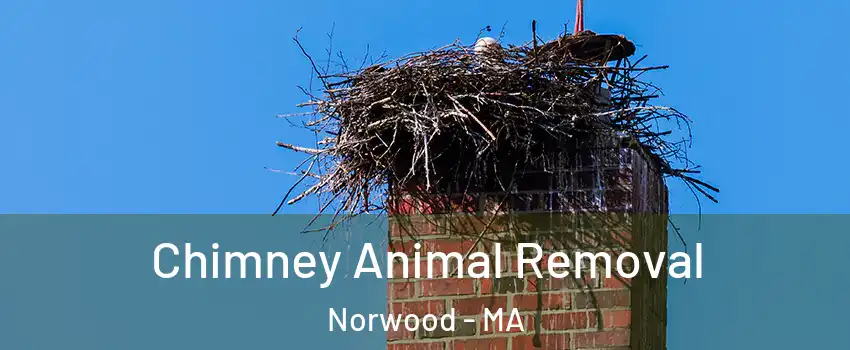Chimney Animal Removal Norwood - MA