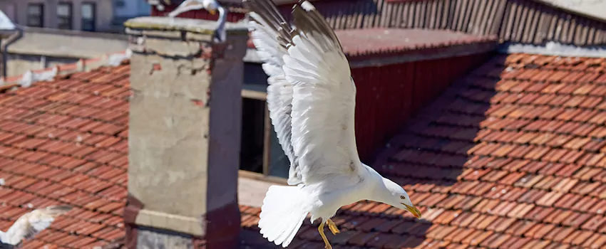 Residential Chimney Animal Removal Solution in Norwood, MA